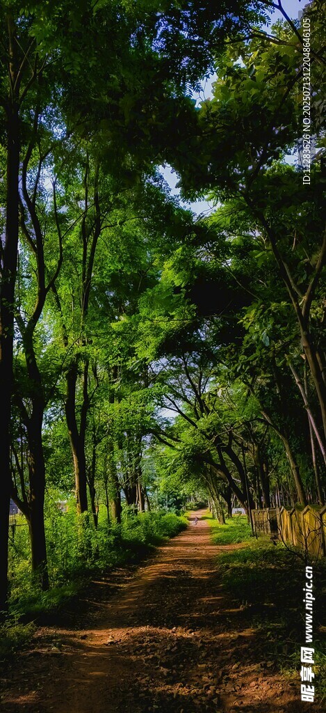 林间小道