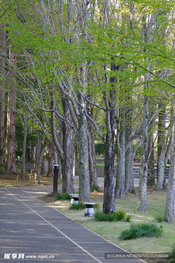 林间幽静小路