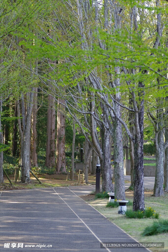 林间幽静柏油小路