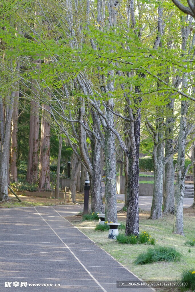 林间幽静步道