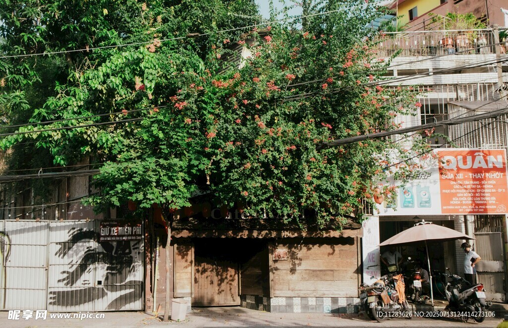 街边繁茂大树下的小店