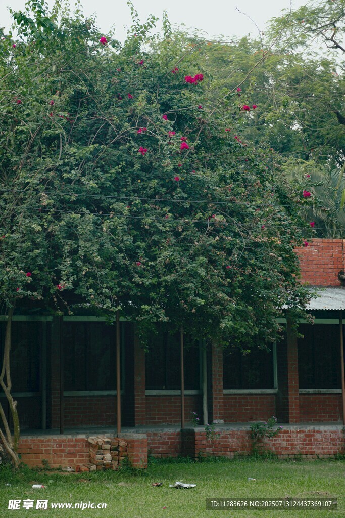 绿荫环绕的庭院小屋