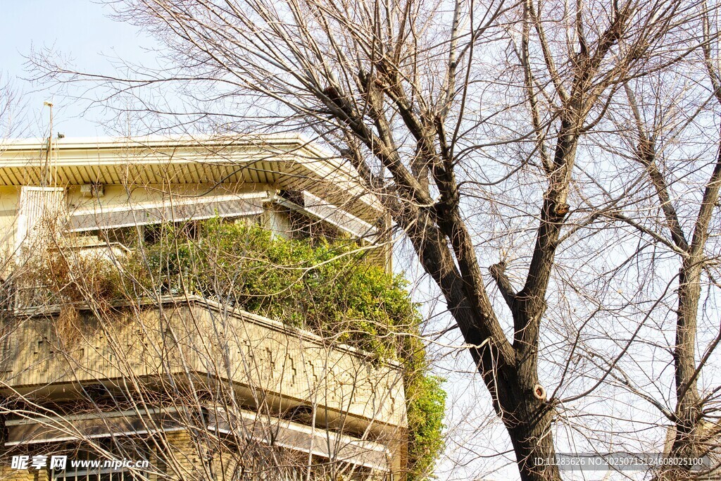 老旧建筑旁的光秃树木