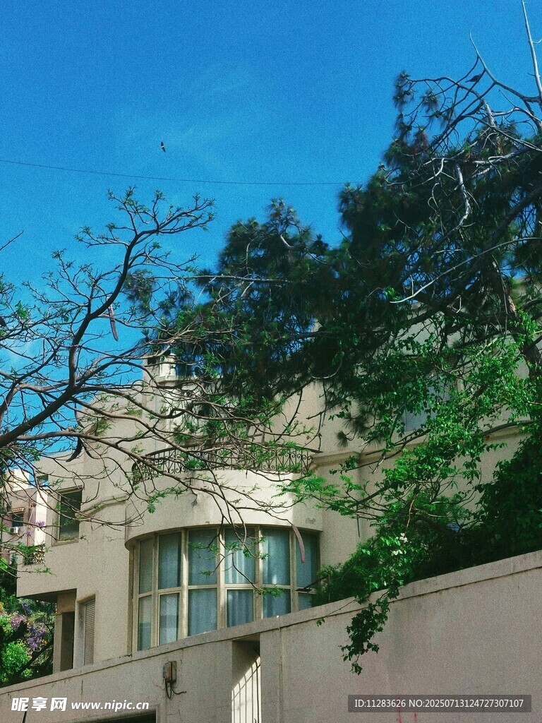 庭院中的建筑与繁茂树木