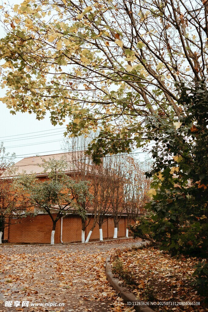 秋日庭院落叶景致