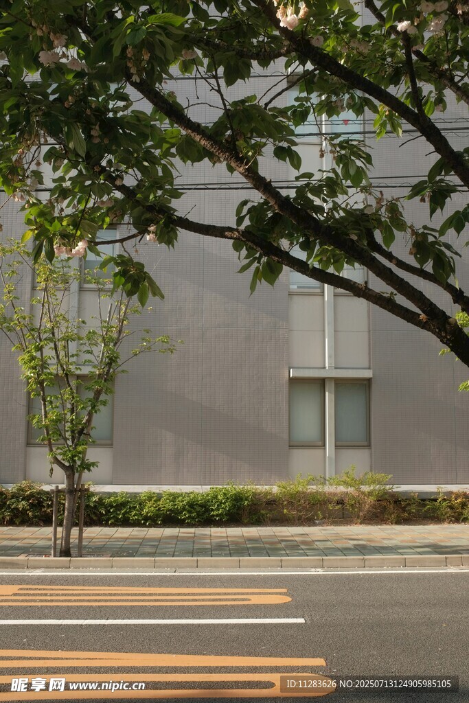 城市街道旁的绿植与建筑