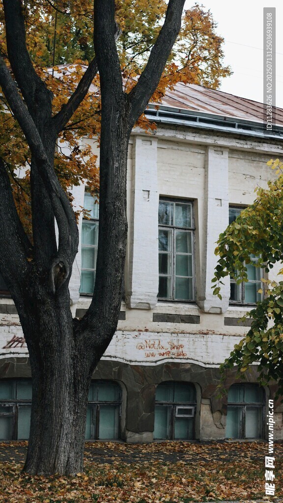 秋日树下的古典建筑