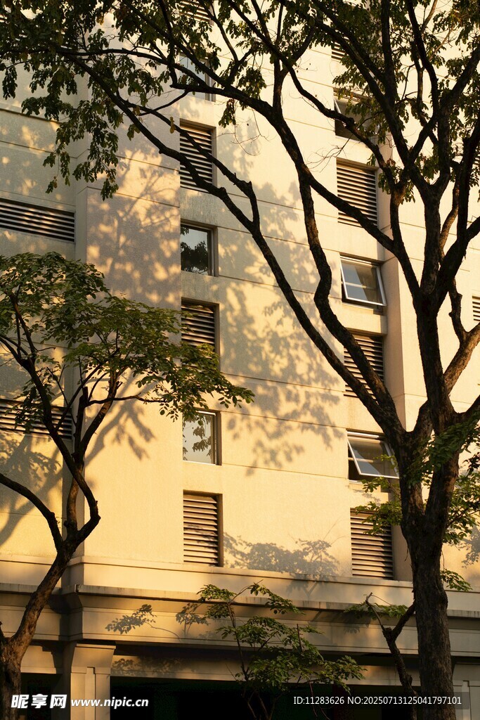 夕阳下的建筑与树木