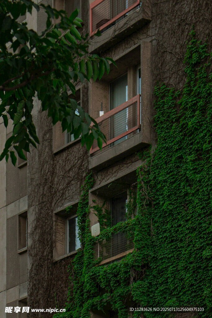 爬满绿植的古朴居民楼