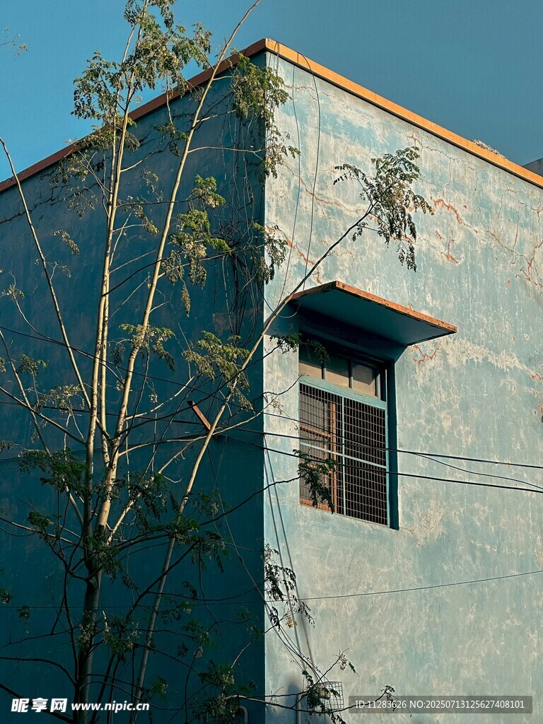 蓝色建筑旁的小树
