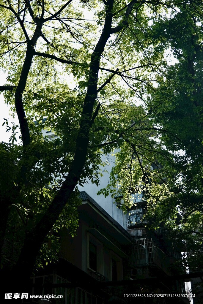 绿荫下的建筑一角