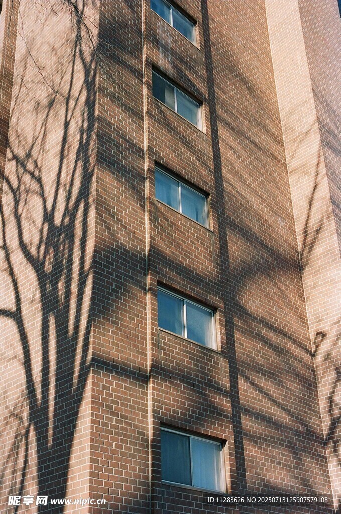 高楼外墙与斑驳树影