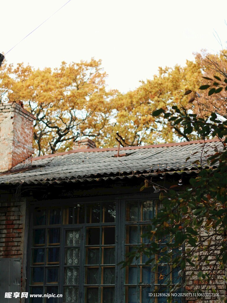 秋日爬满藤蔓的古朴小屋