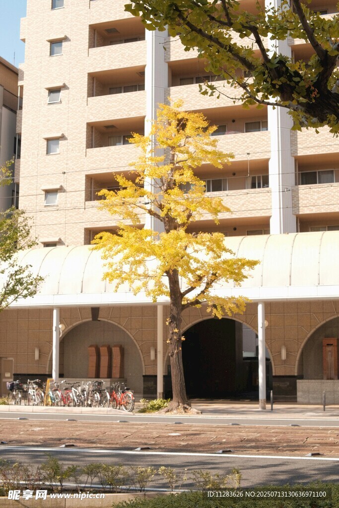 秋日楼前黄叶树