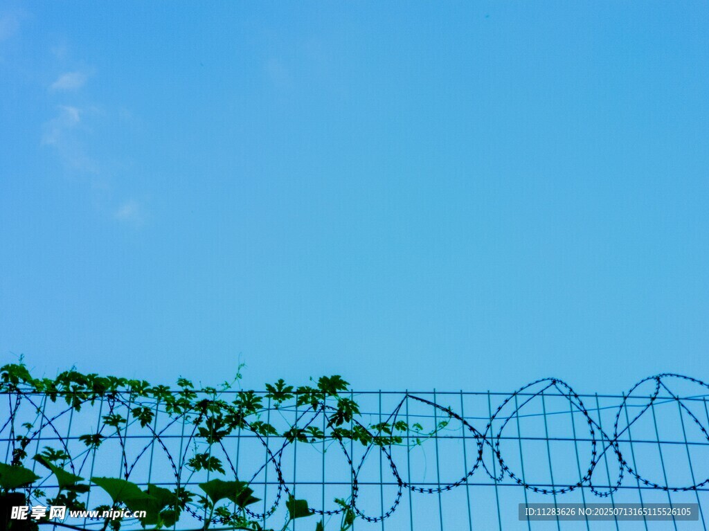 蓝天铁丝网与绿植