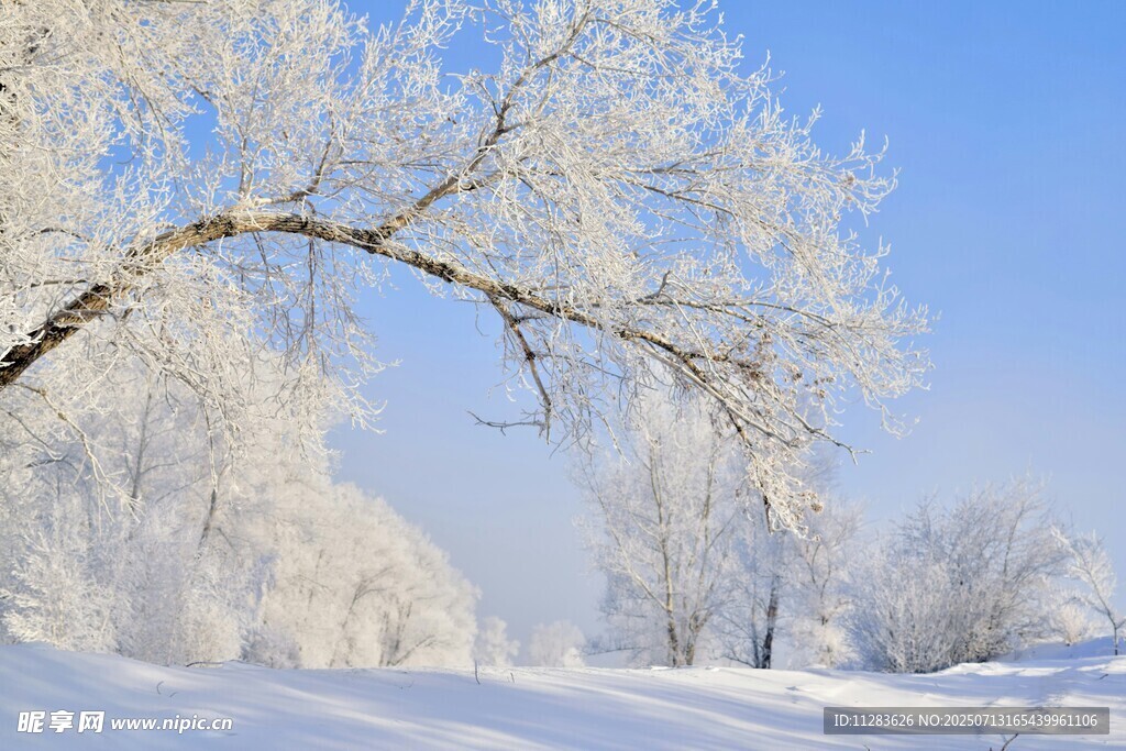 冬日雪景中银装素裹的树
