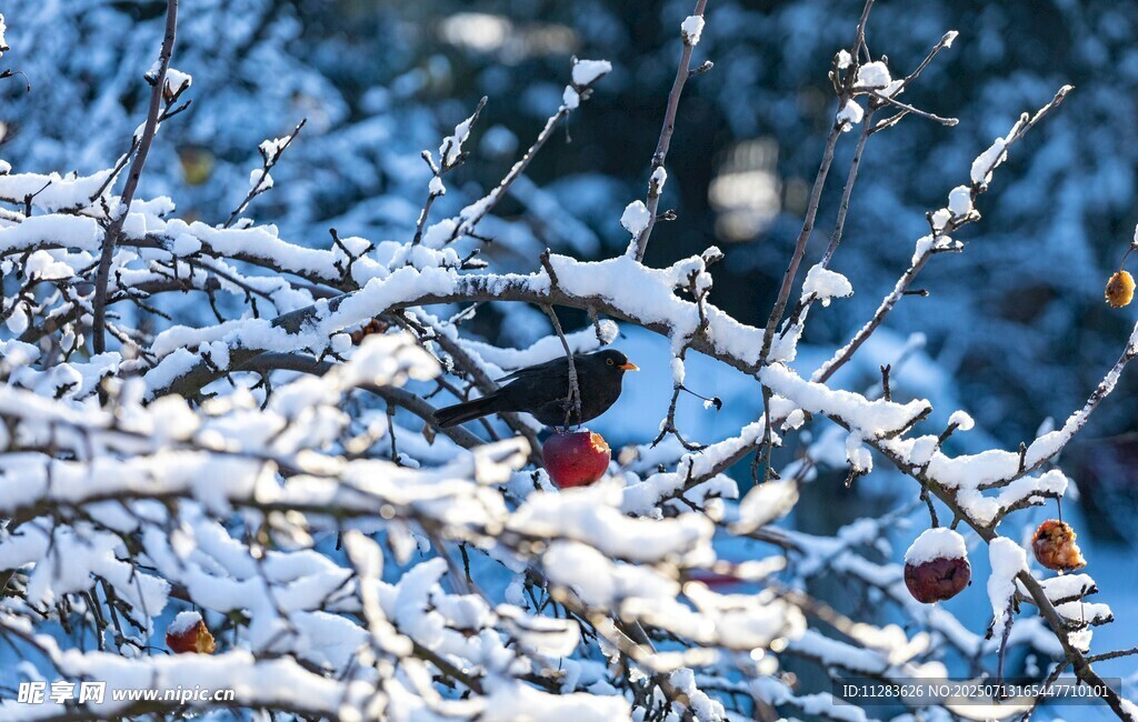 雪覆枝头的美丽小鸟