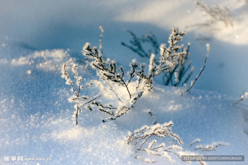 雪覆枝丫的冬日景致