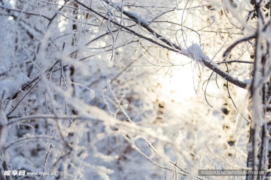 冬日雪覆树枝的静谧美景
