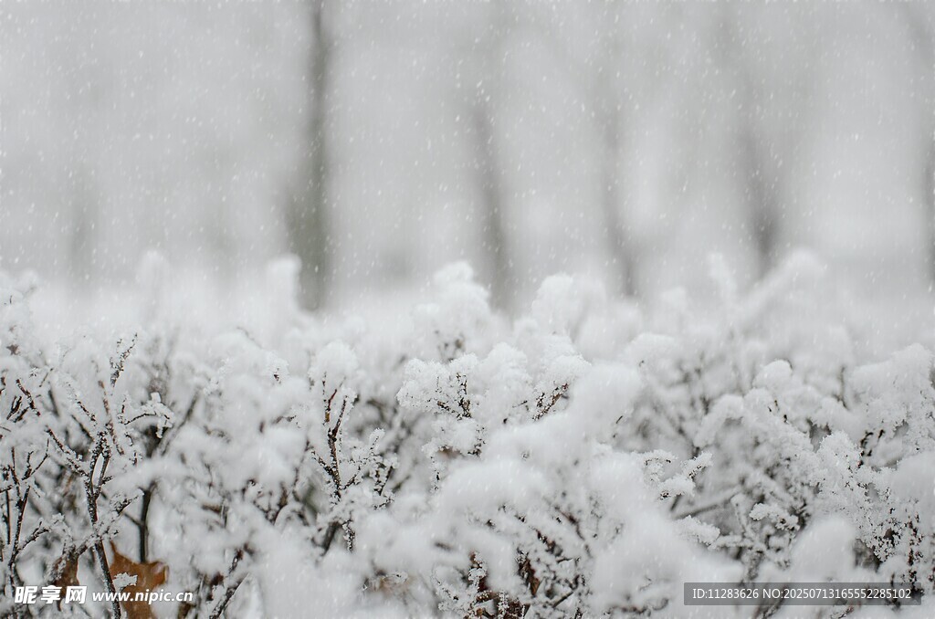 雪覆灌木