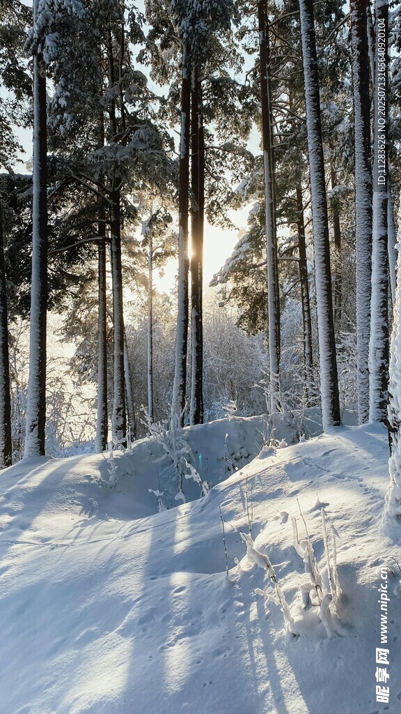 冬日雪林阳光美景