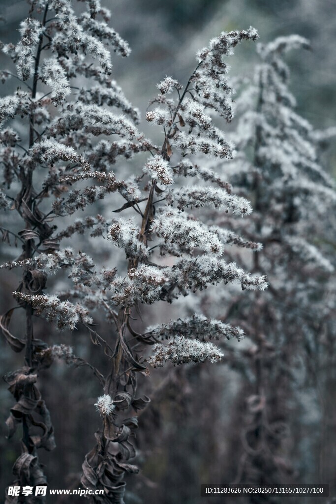 雪覆植物