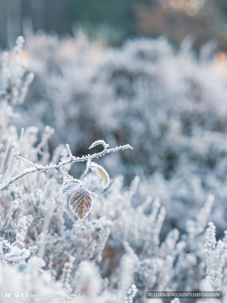冬日霜覆植物美景