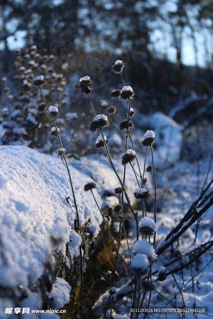 雪覆植物