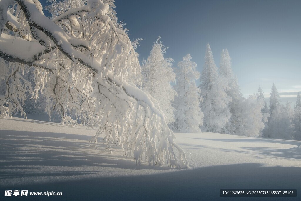冬日雪林美景