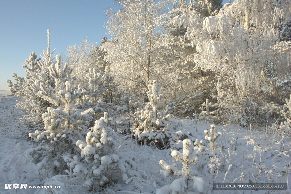 冬日雪景中的银白树林