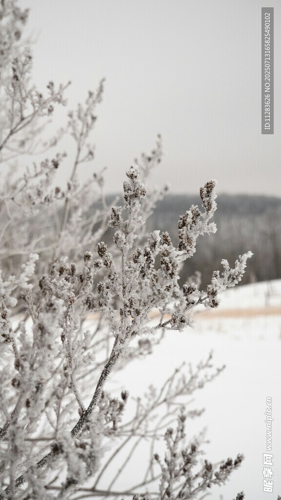雪覆枝头的冬日景致