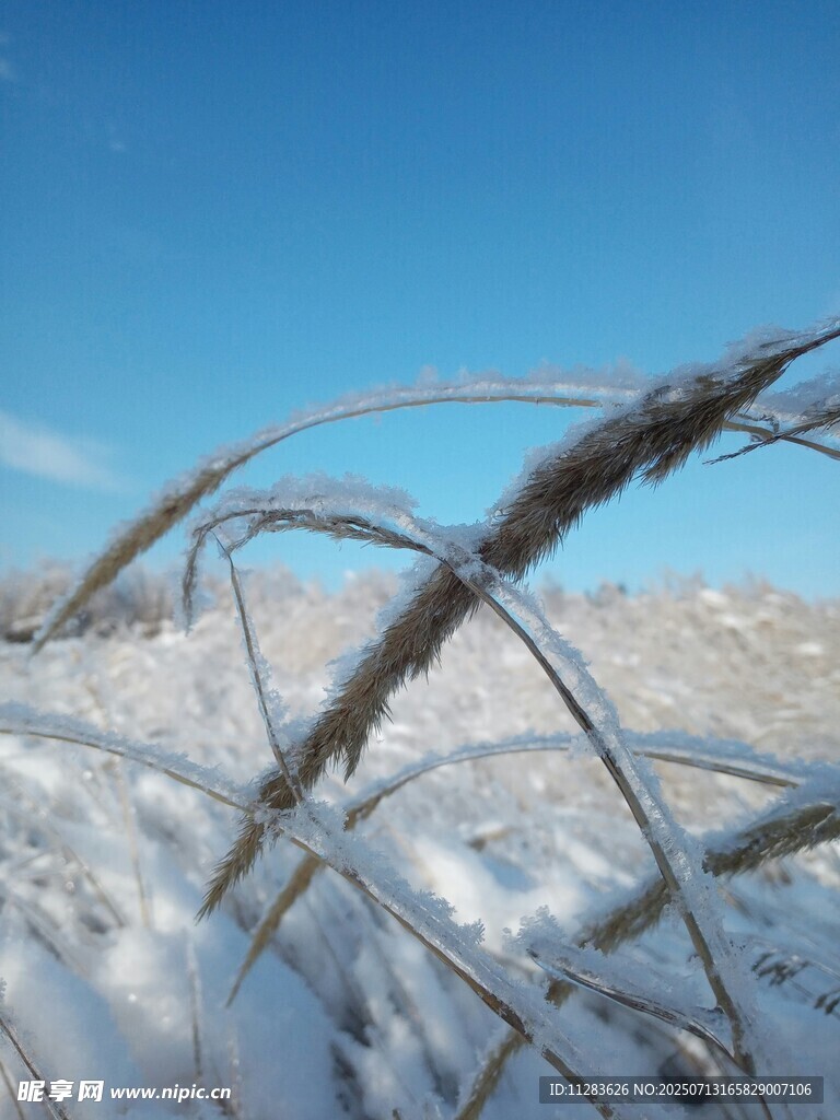 雪覆草尖的冬日景致
