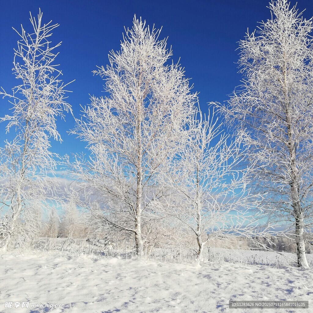 冬日雪覆树木美景