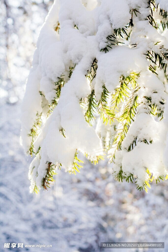 雪覆枝头的冬日美景
