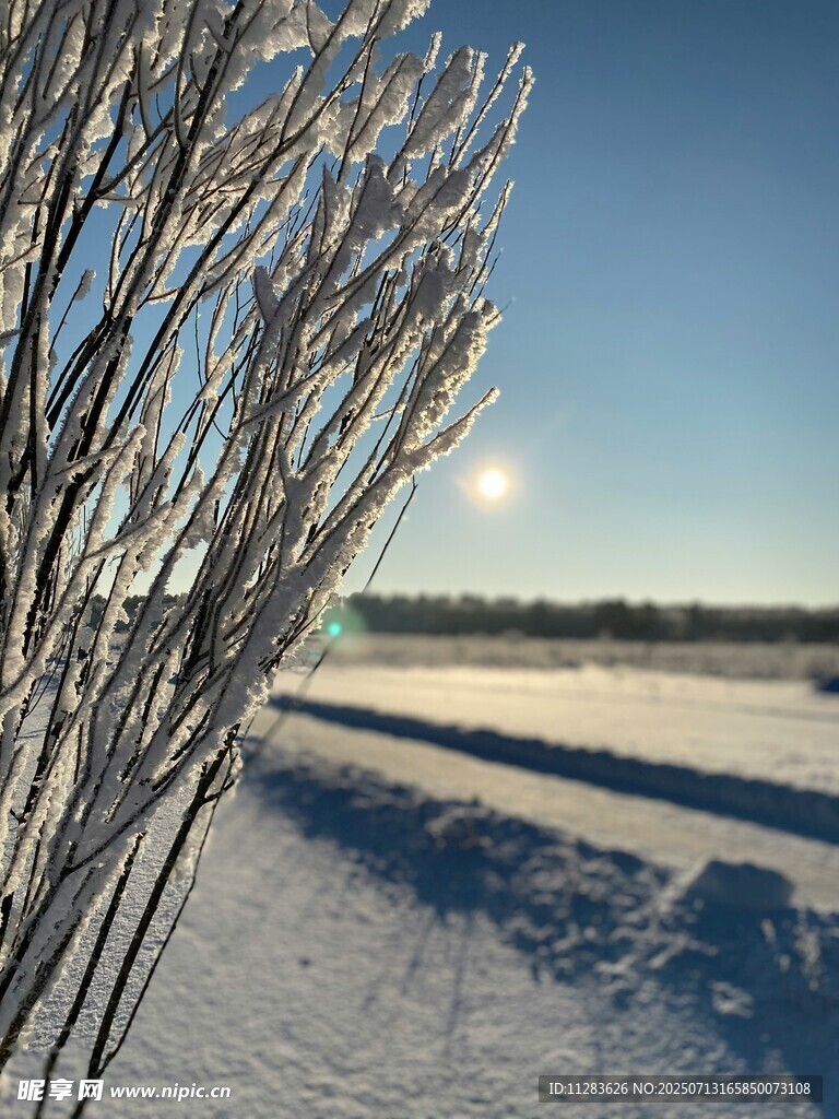 冬日雪景中的覆霜树枝