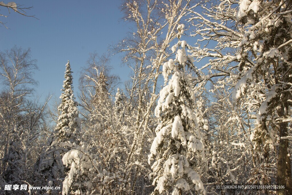 雪覆树林的冬日美景