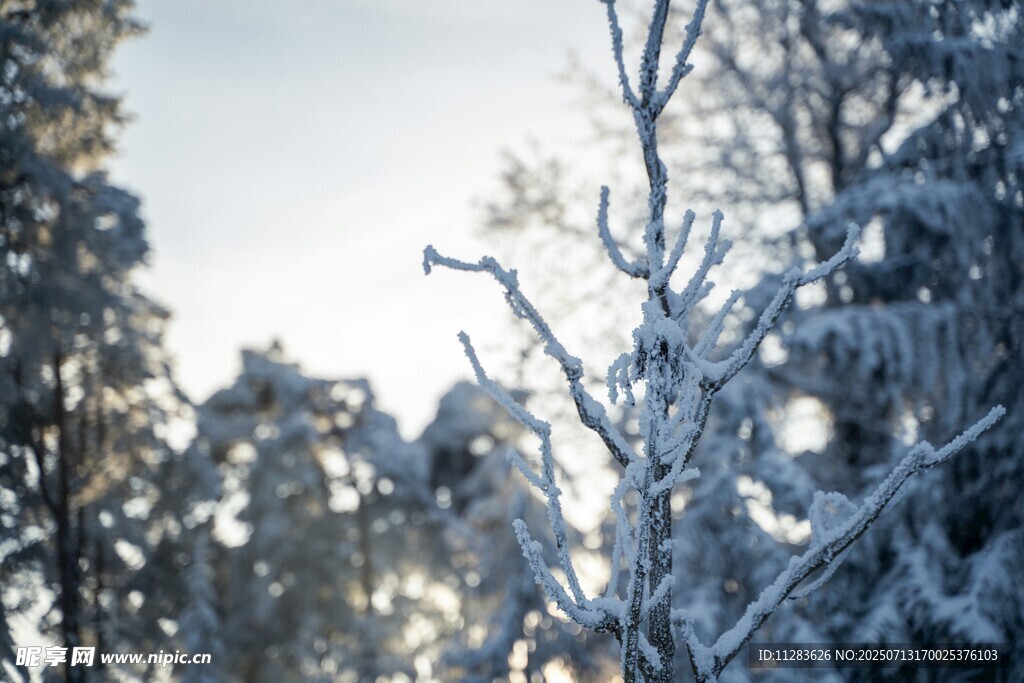 雪覆树林的冬日美景