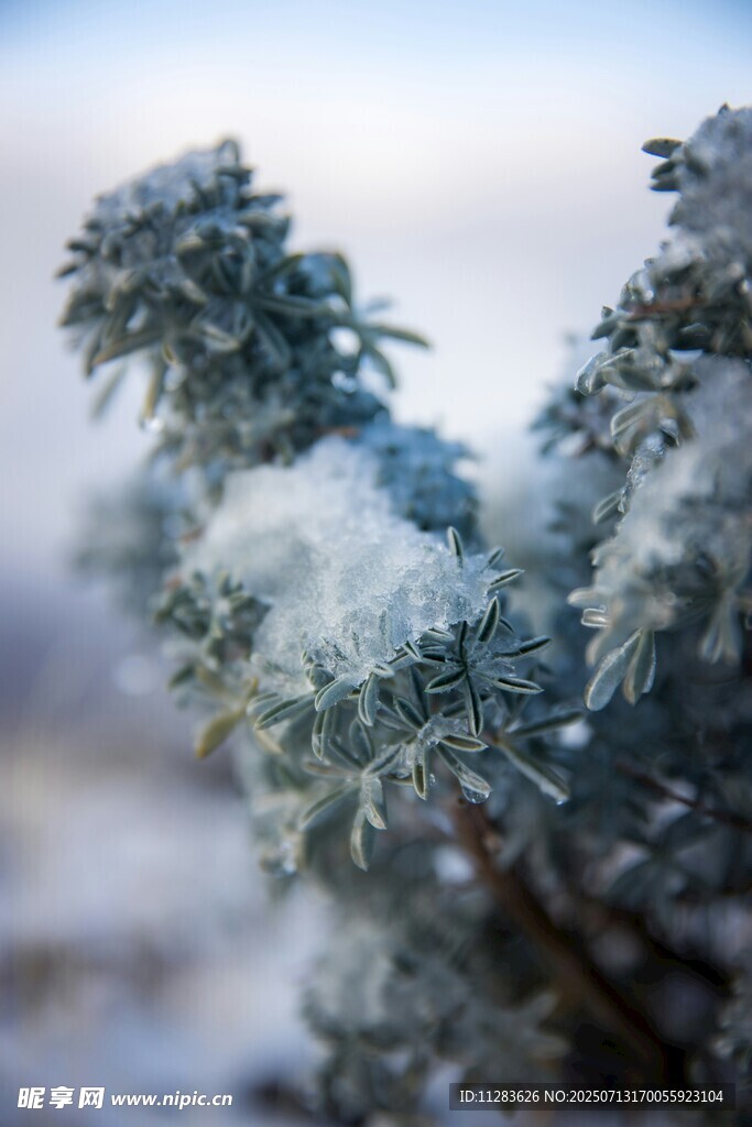 雪覆松枝的冬日景致