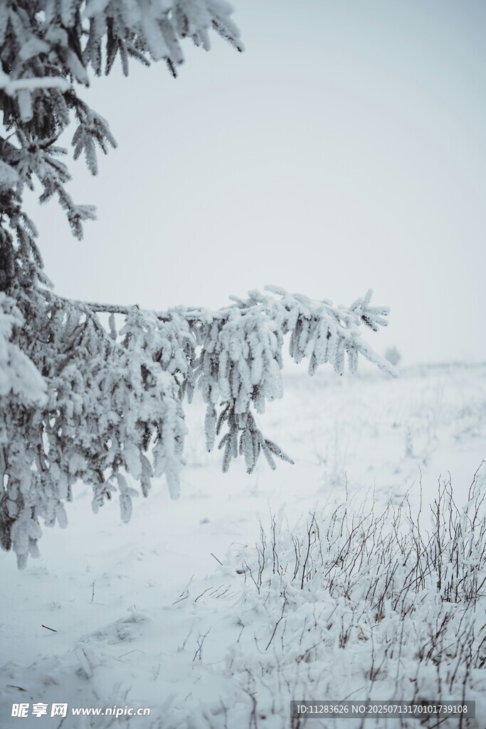 雪覆枝头