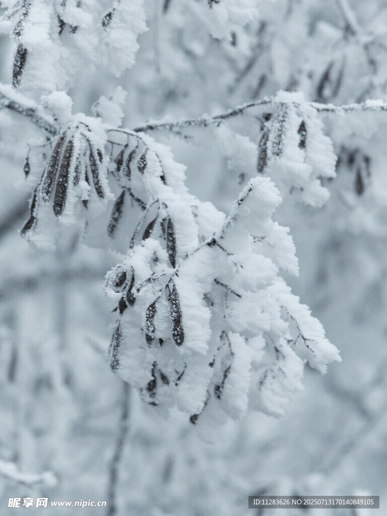 枝头覆雪
