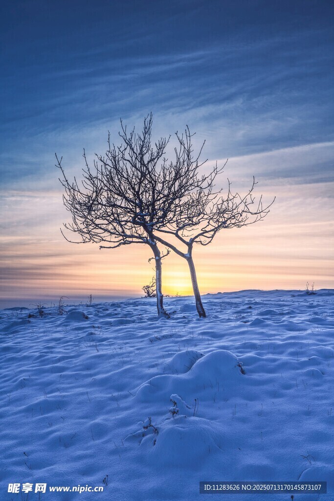 雪地孤树映黄昏美景