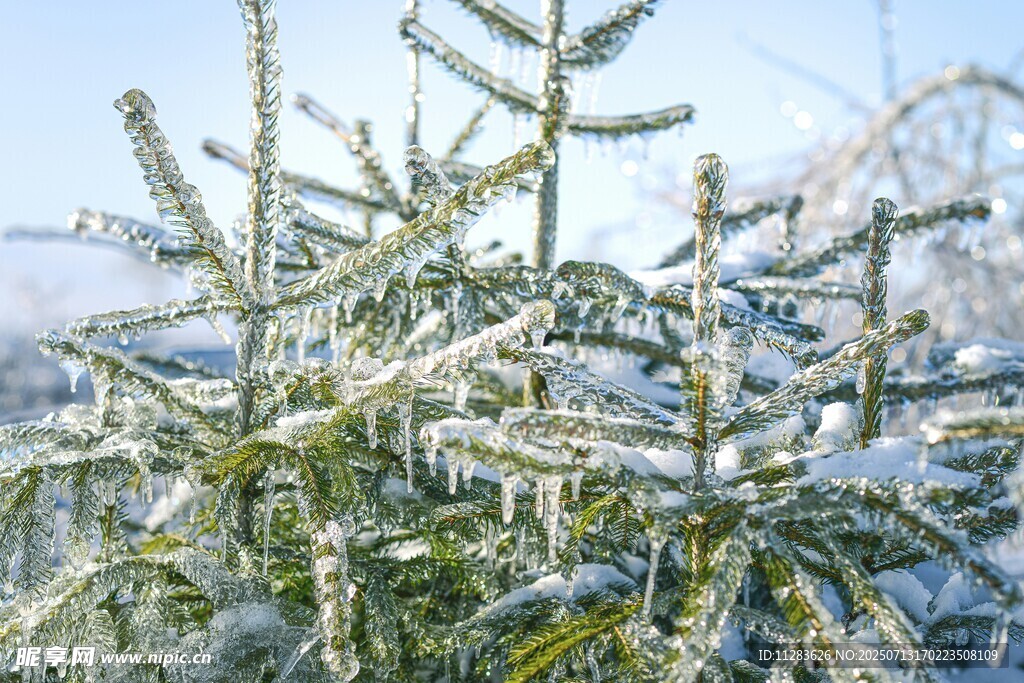 雪覆松枝的冬日景致