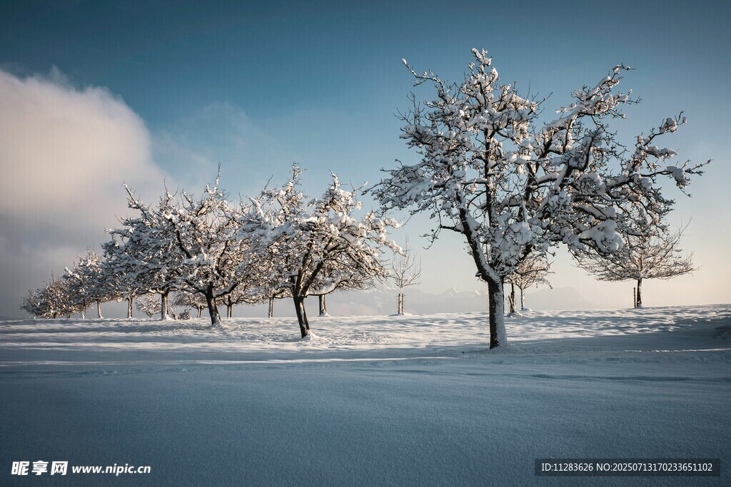 冬日雪覆树木美景