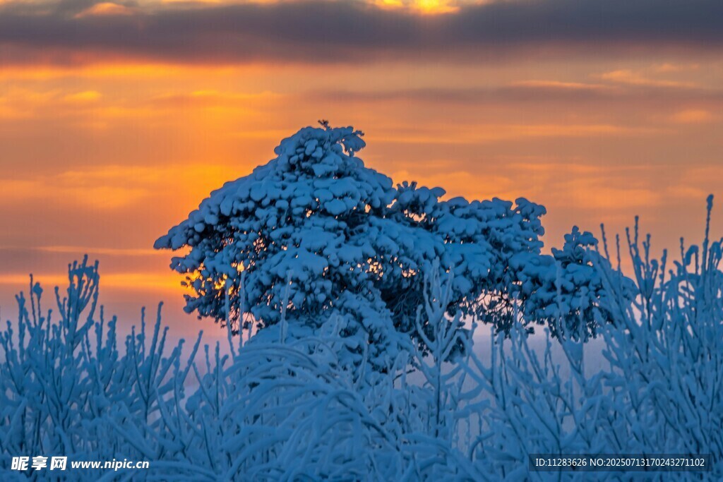 冬日雪树映夕阳美景