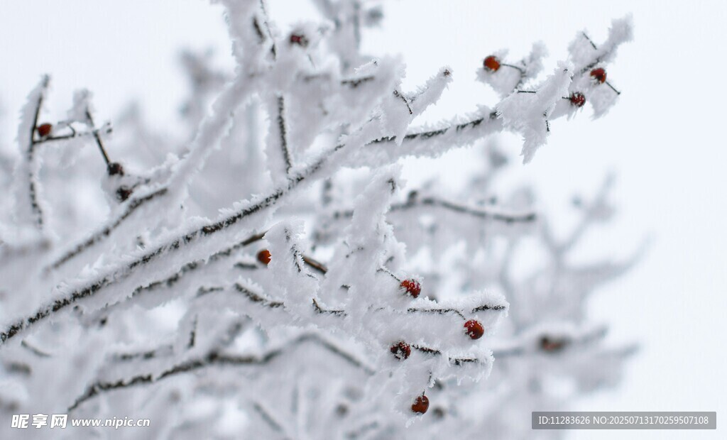 枝头覆雪