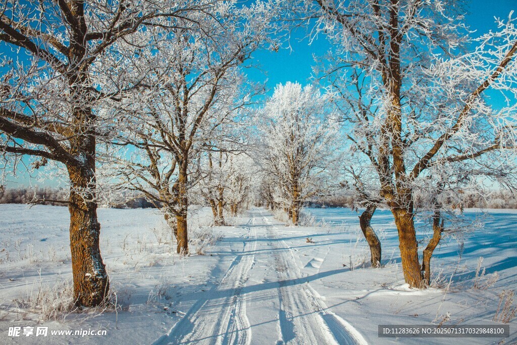 冬日雪林美景