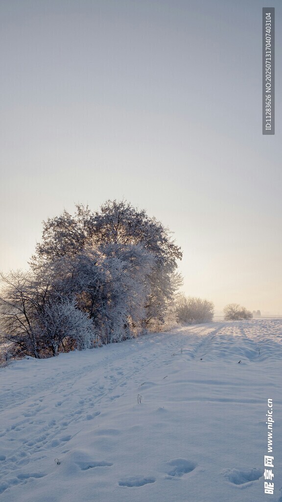冬日雪景中的孤树