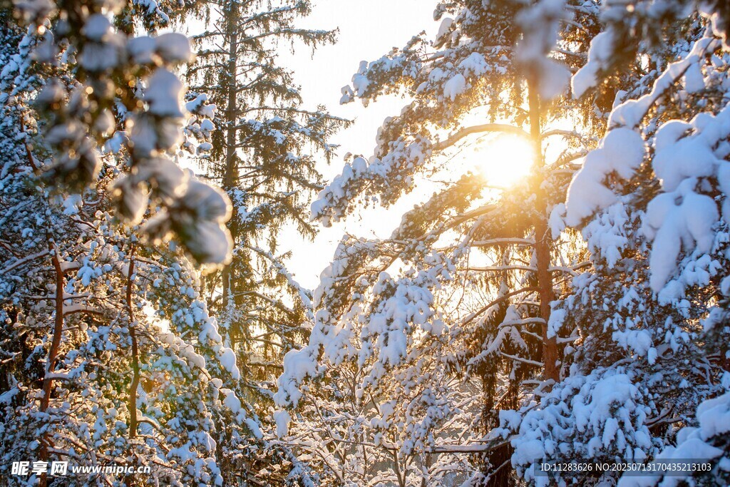 冬日雪林暖阳美景