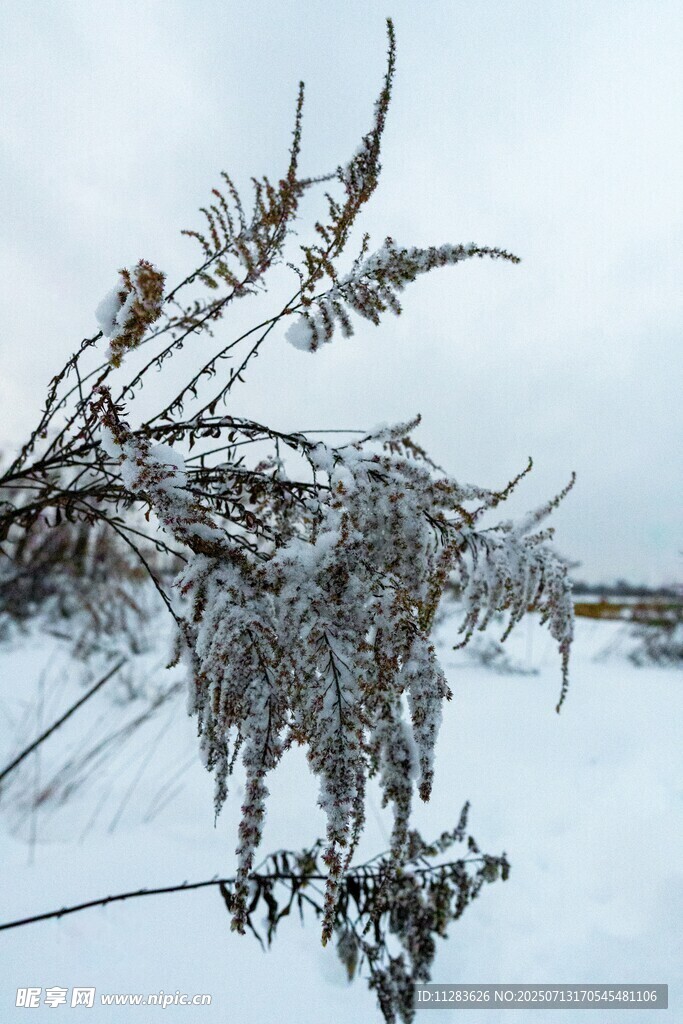 雪覆枝桠的冬日景致