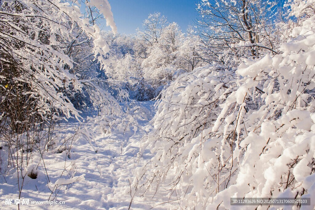 冬日雪覆树林美景